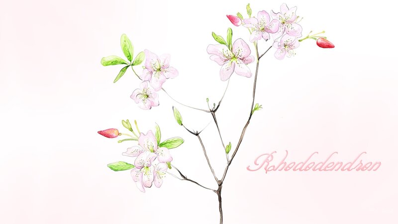 Rhododendron Flowers