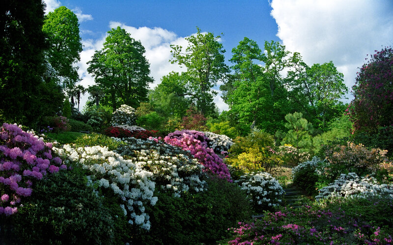 Rhododendron Garden — Green