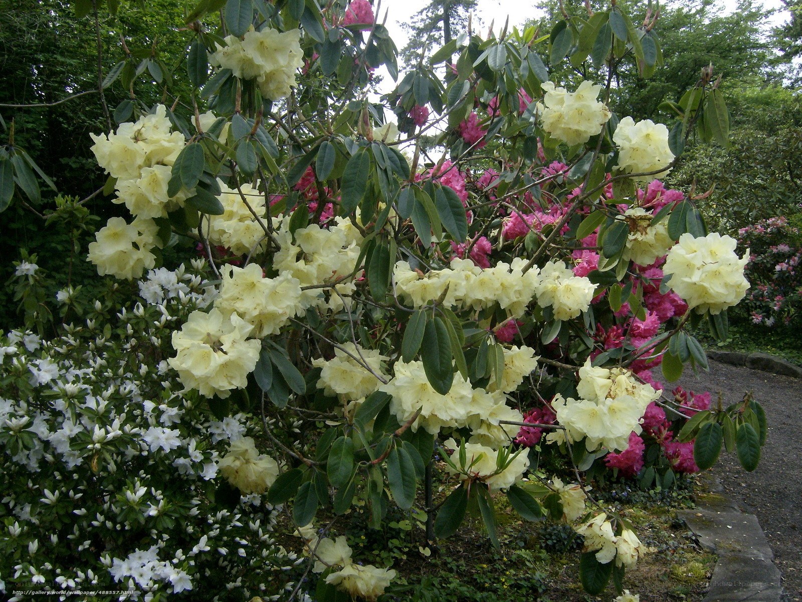 Rhododendron garden in bloom