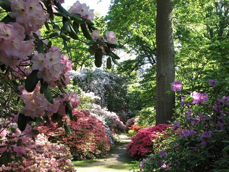 Rhododendron Garden Path — Pink