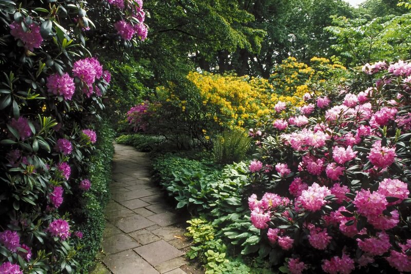 Rhododendron Garden Path