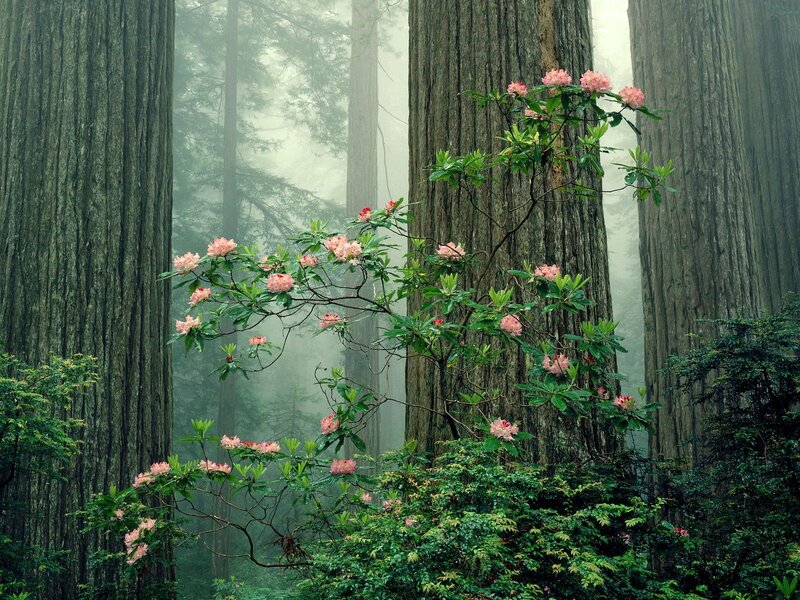 Rhododendron in Forest — Green, Misty