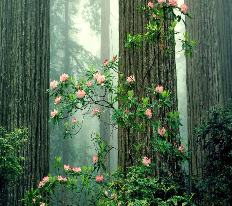 Rhododendron in Forest — Green, Serene