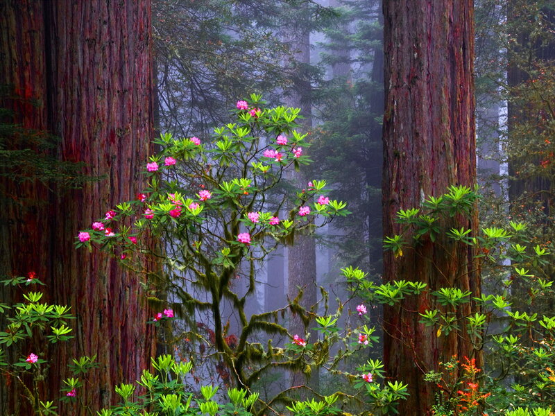 Rhododendron in Forest — Green