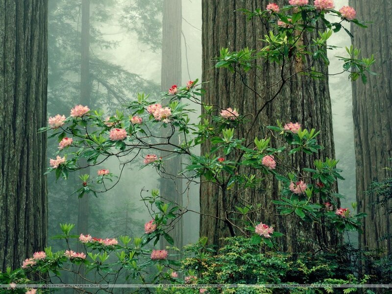 Rhododendron in Forest
