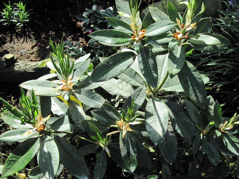 Rhododendron Plant with Buds
