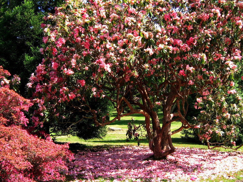 Rhododendron Tree in Bloom