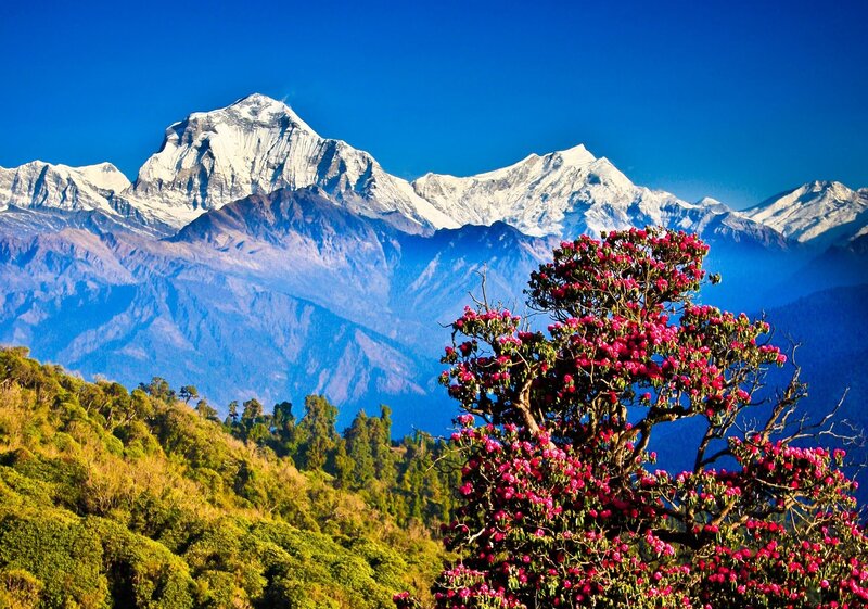 Rhododendron Tree with Mountains