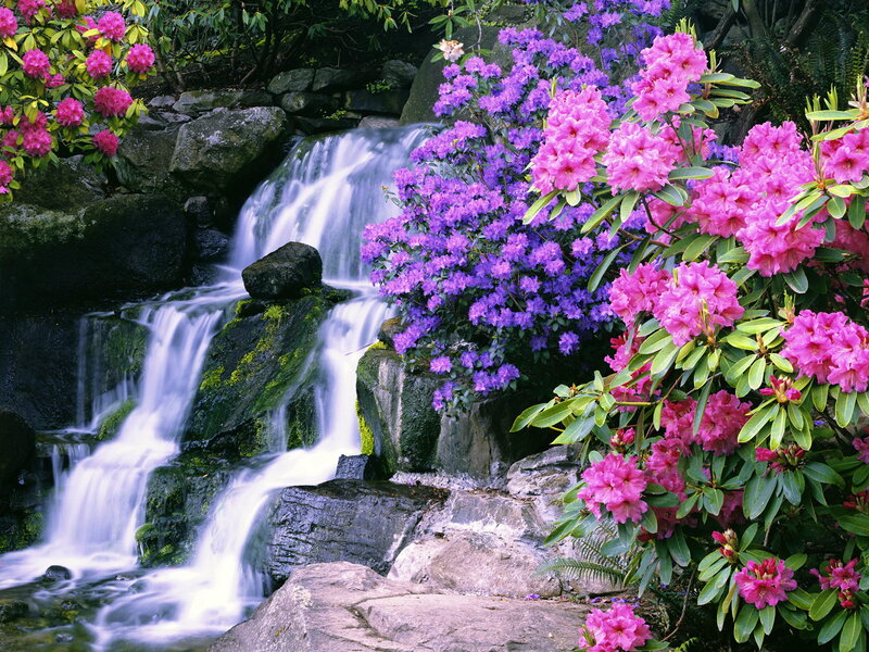 Rhododendron Waterfall — Pink