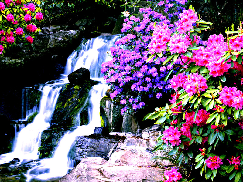 Rhododendron Waterfall
