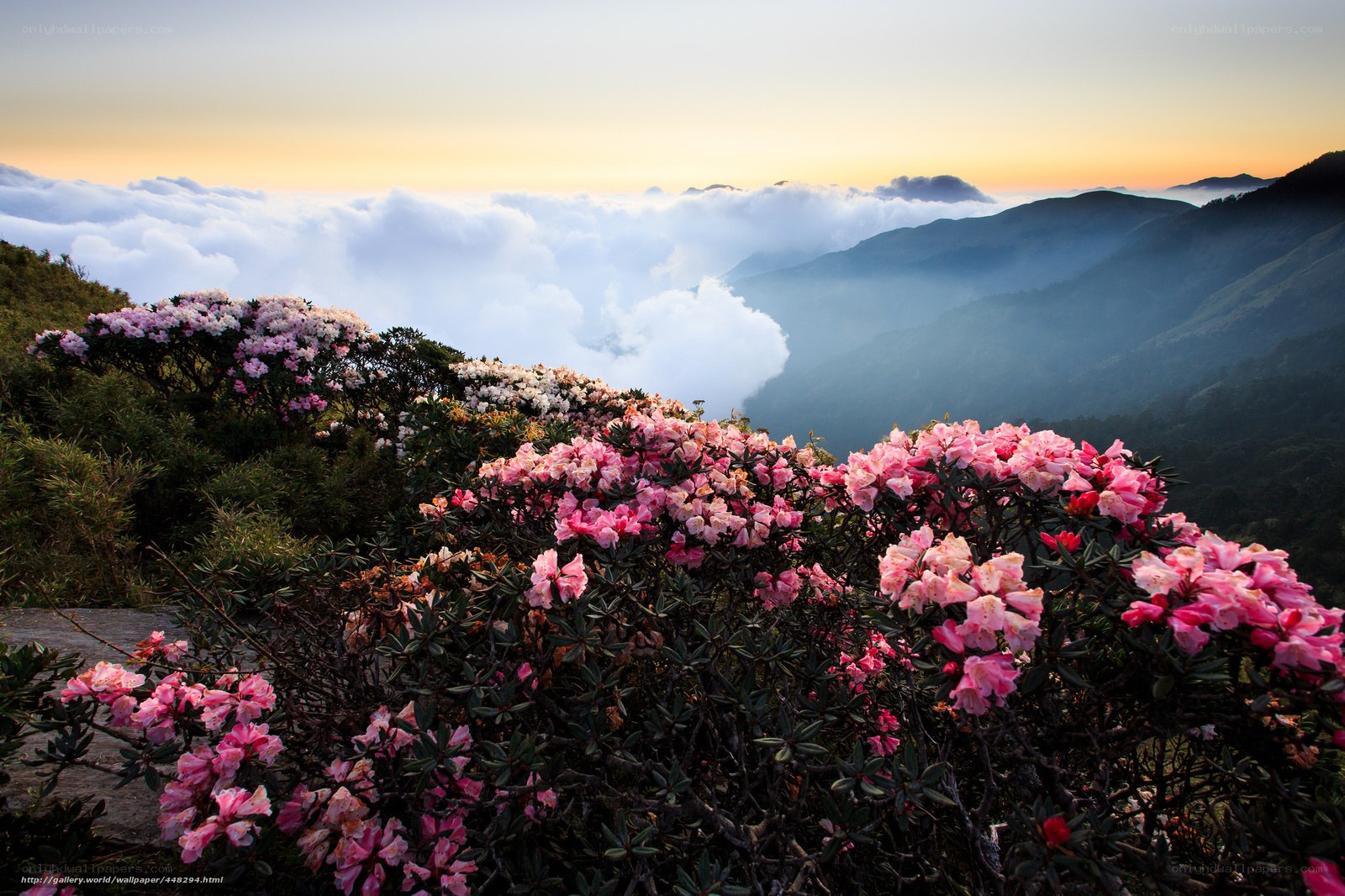 Rhododendrons above the clouds