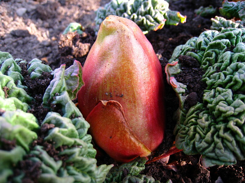 Rhubarb Bud in Soil