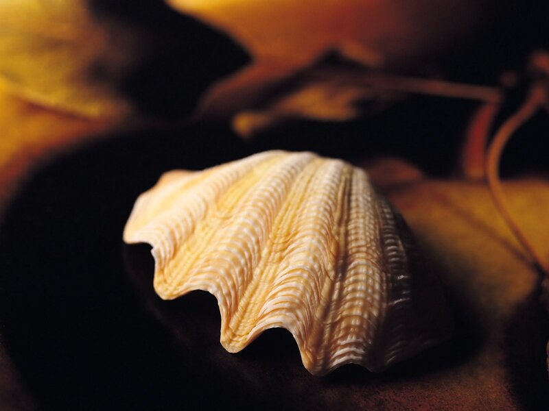 Ribbed Seashell
