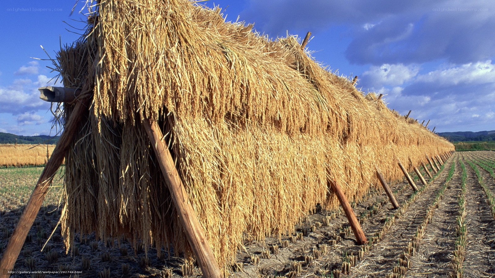 Rice drying in a field