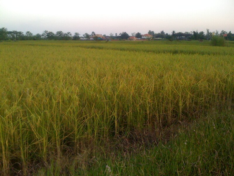 Rice Field at Dusk