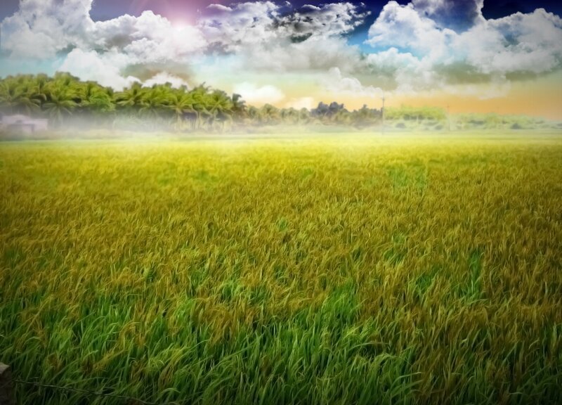Rice field at sunrise