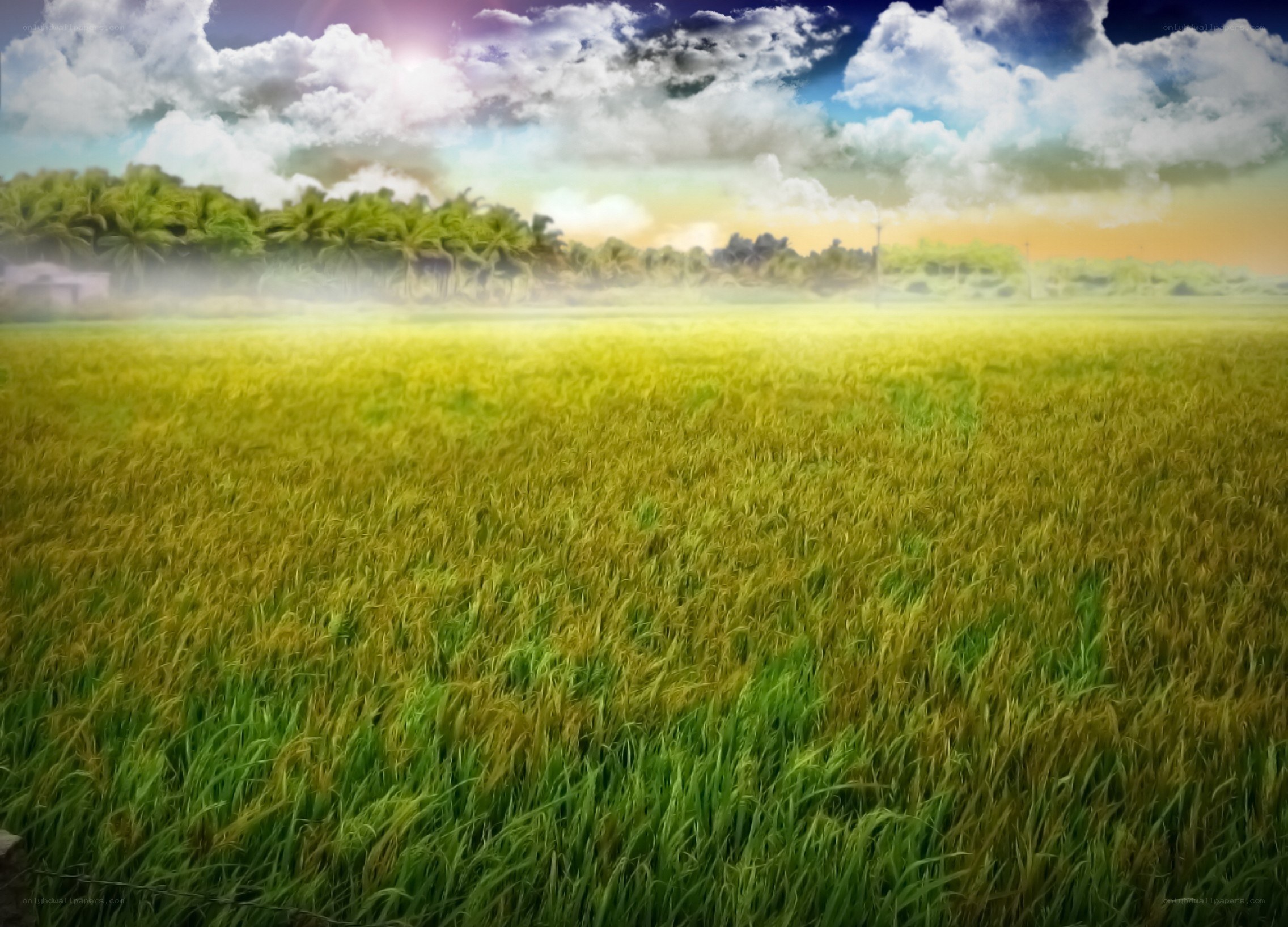 Rice field at sunrise