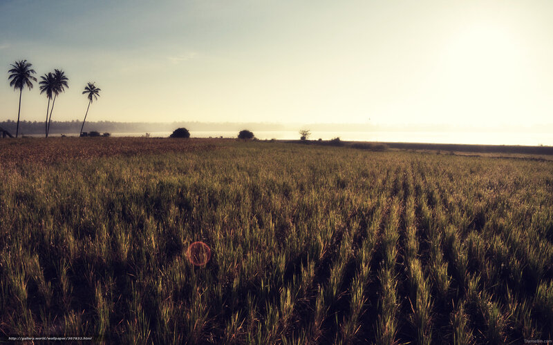 Rice Field at Sunrise — Green