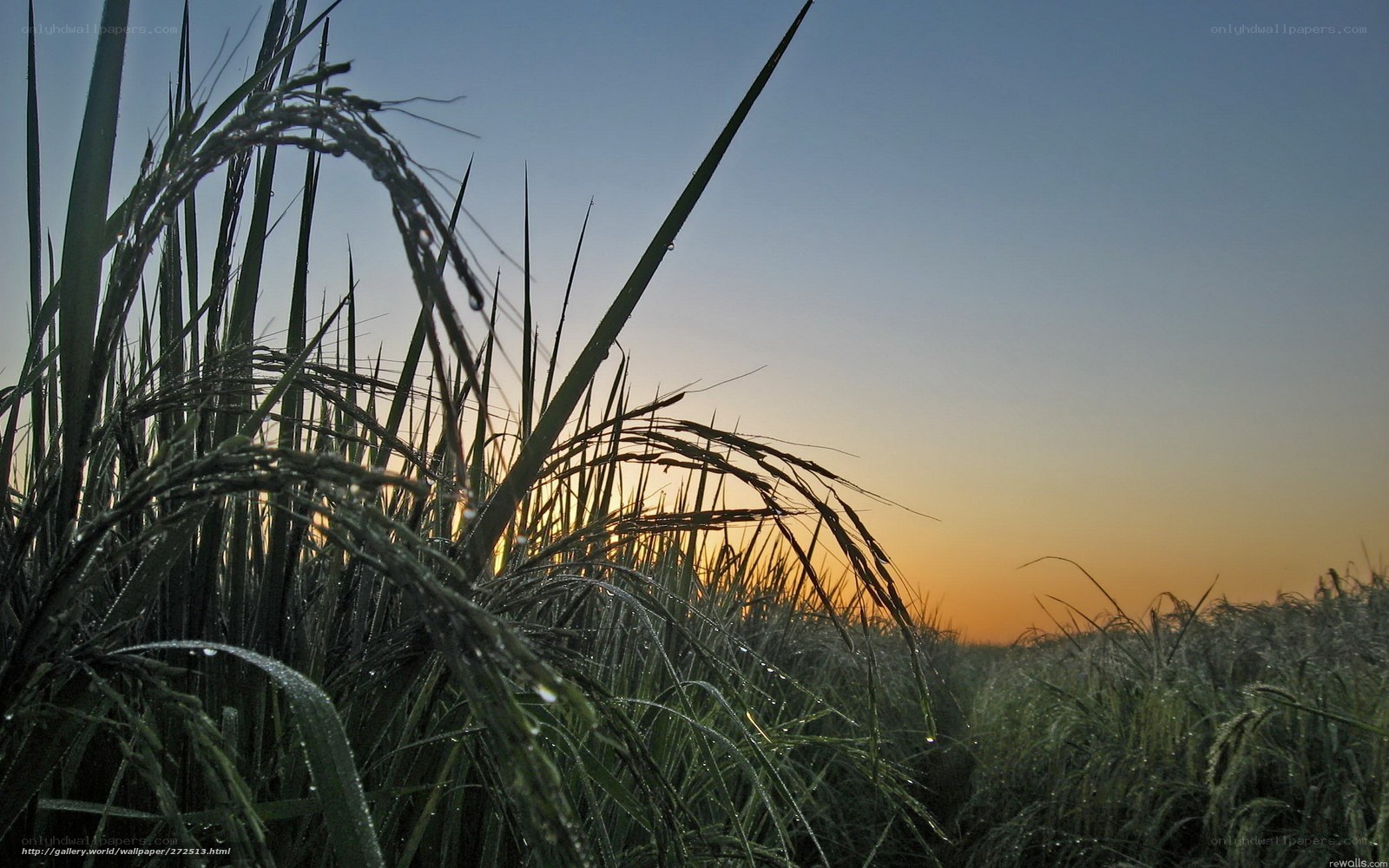 Rice field at sunrise