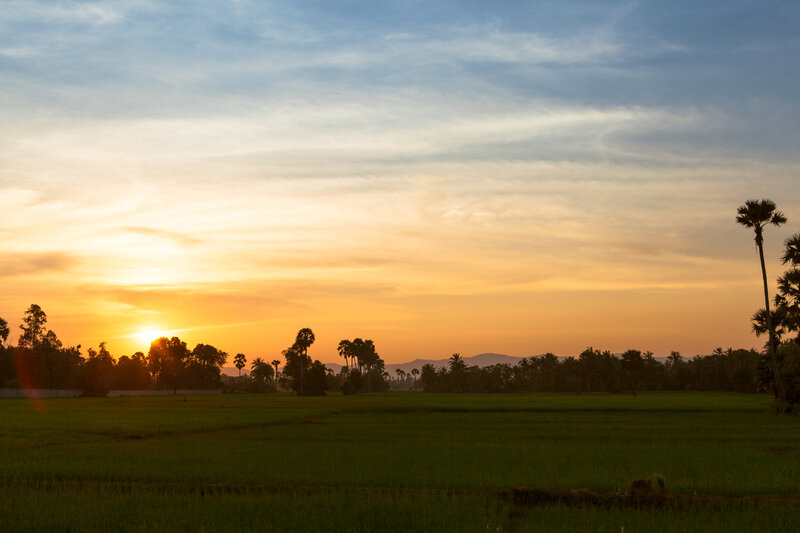 Rice Field at Sunset — Green, Serene