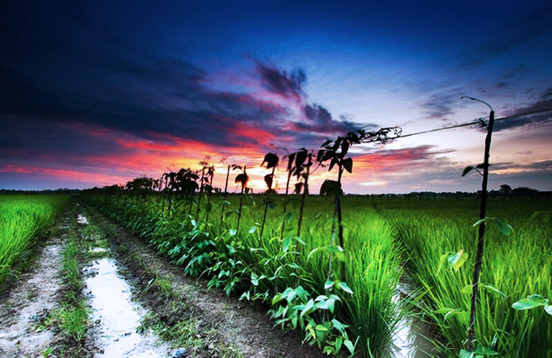 Rice Field at Sunset — Green