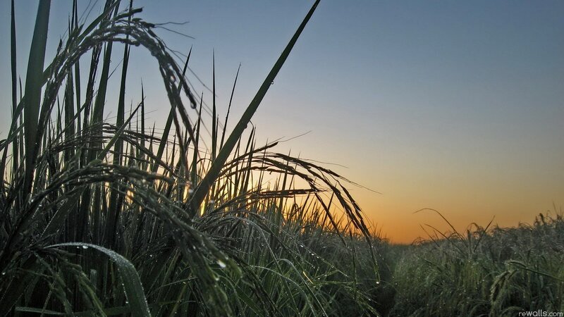 Rice field at sunset