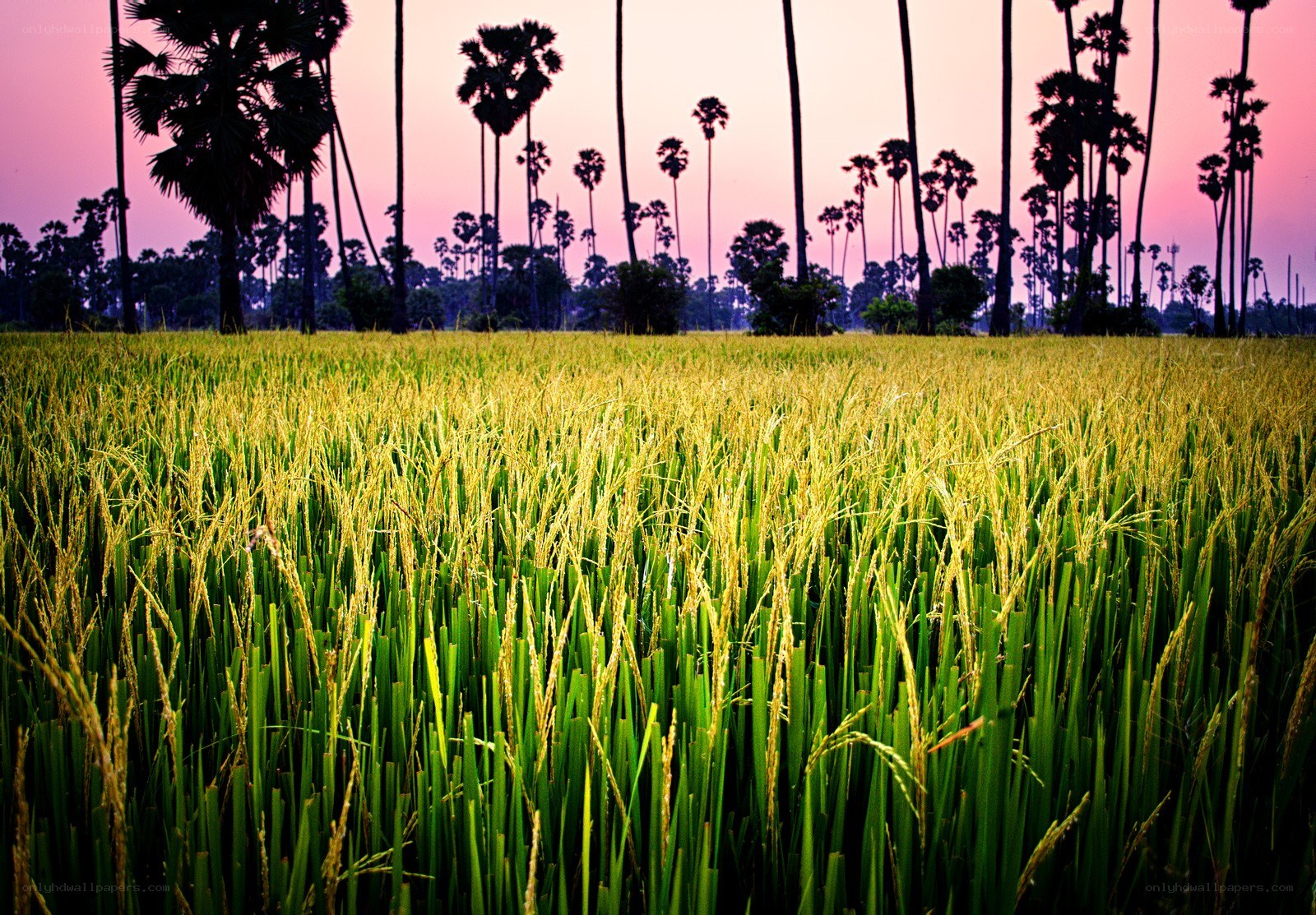 Rice field at sunset with palm trees