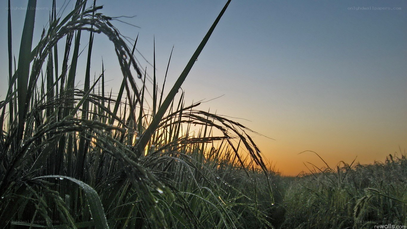 Rice field at sunset