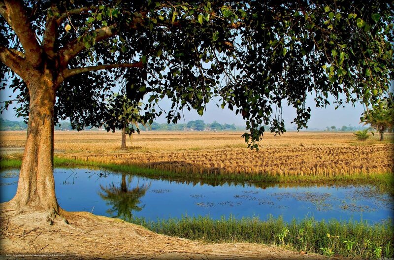 Rice field under a banyan tree