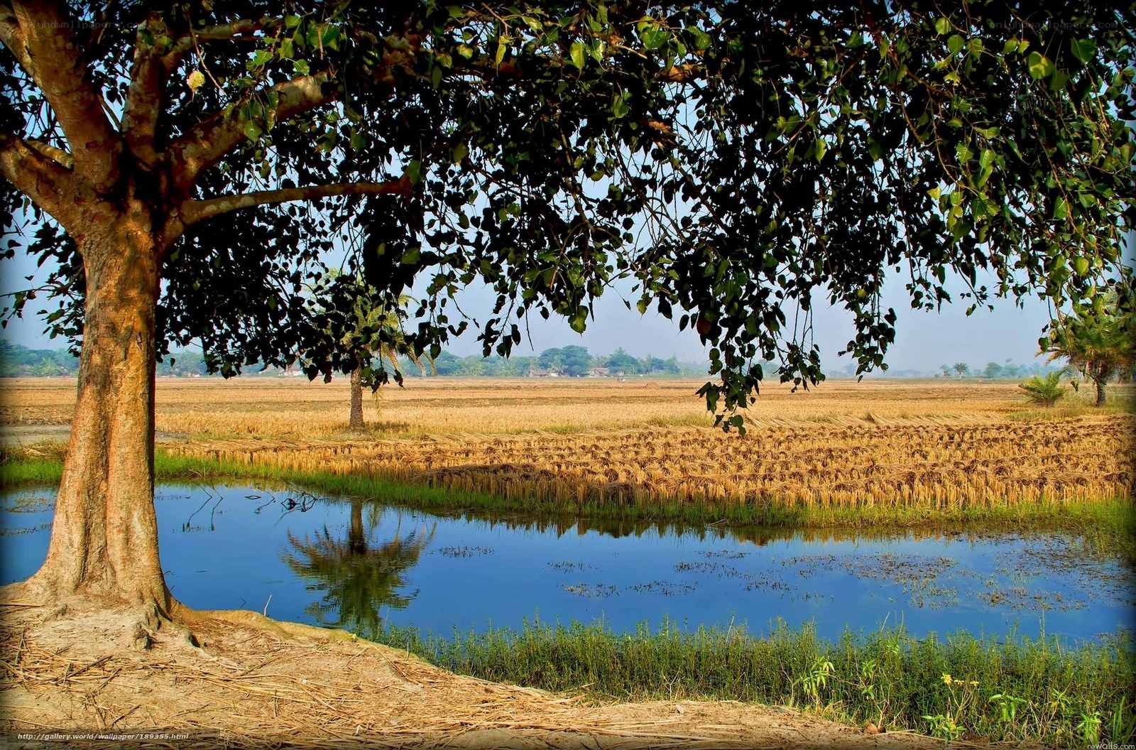 Rice field under a banyan tree