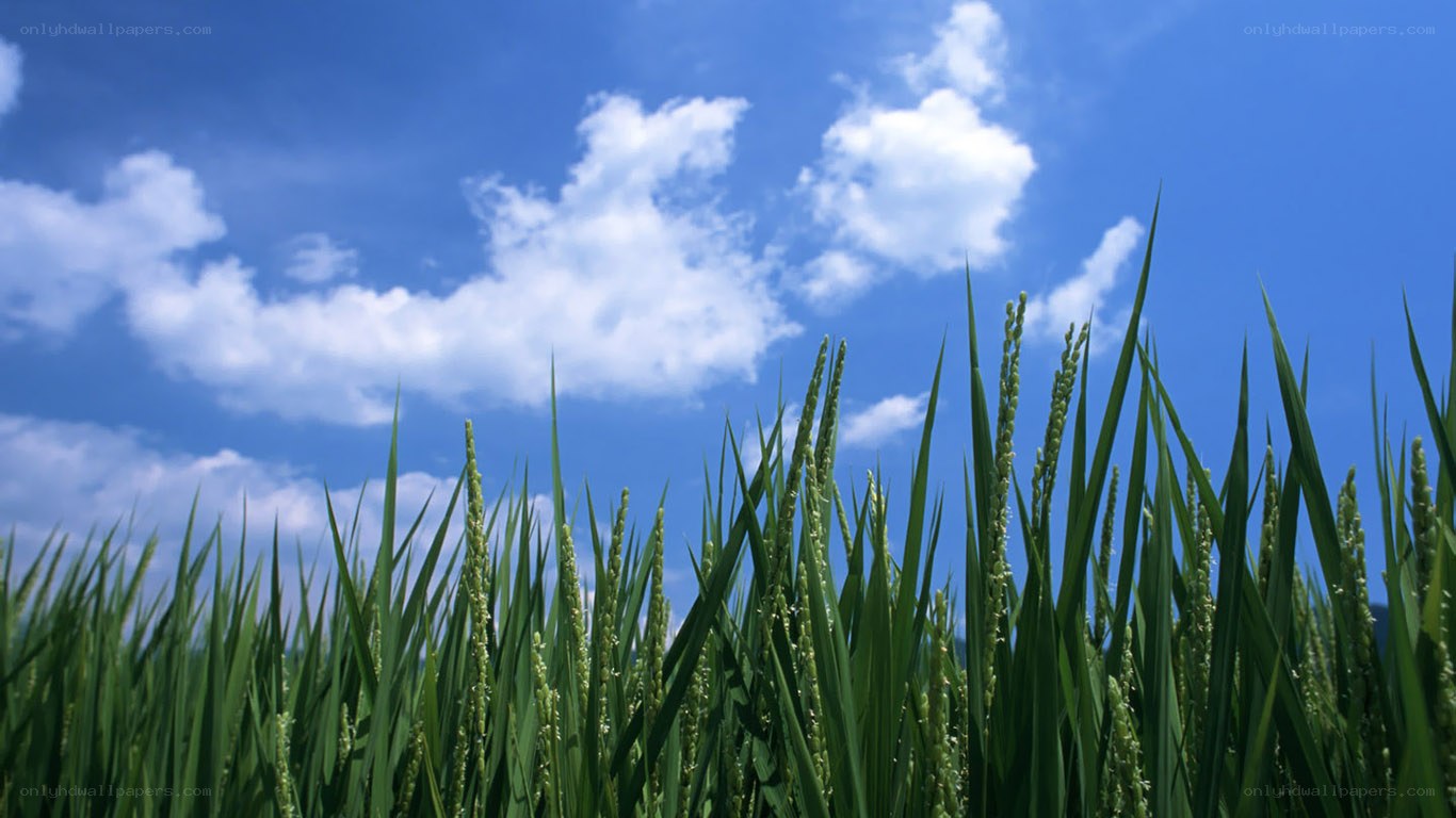 Rice field under blue sky