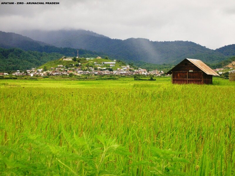 Rice Field with Hut — Green