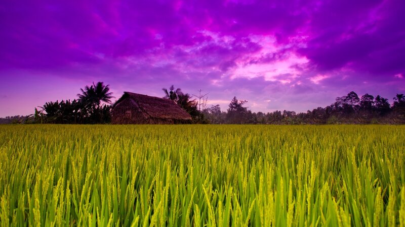 Rice Field with Hut — Purple, Dramatic, Sunset, Photograph, Palm Trees, Sky