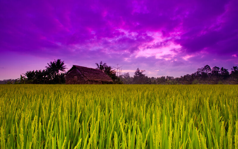 Rice Field with Hut — Purple, Dramatic