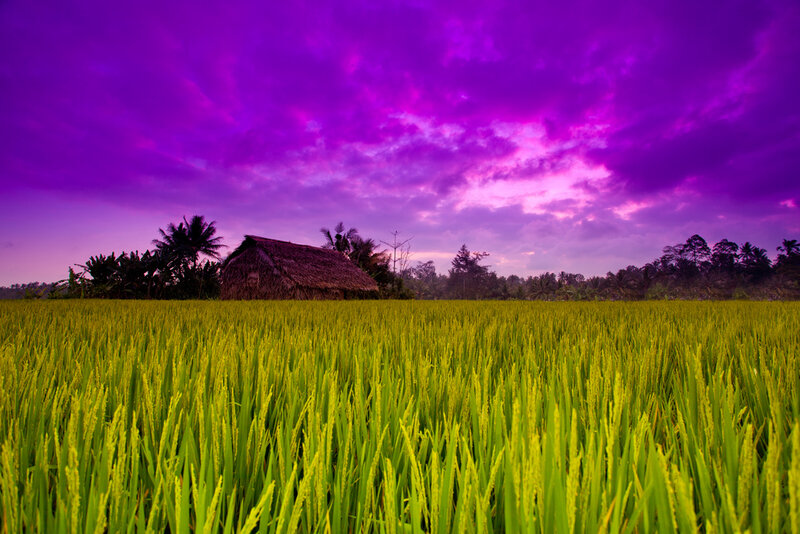 Rice Field with Hut — Purple