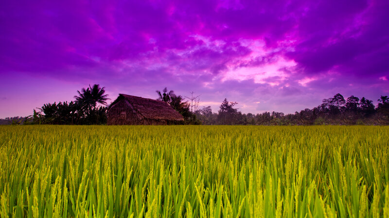 Rice Field with Hut