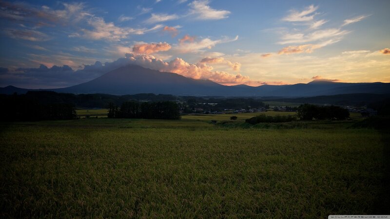 Rice Field with Mountain