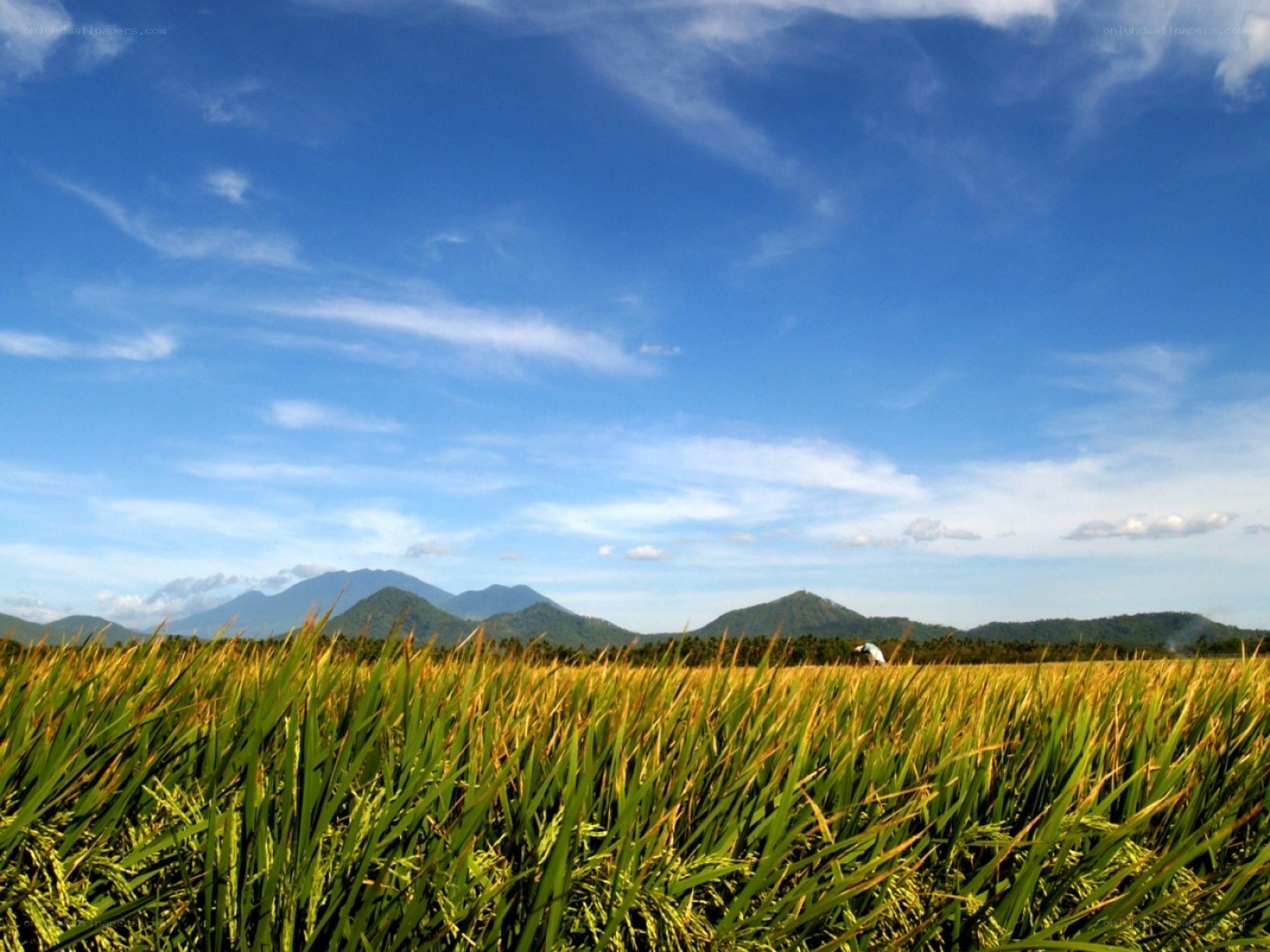 Rice field with mountains in background