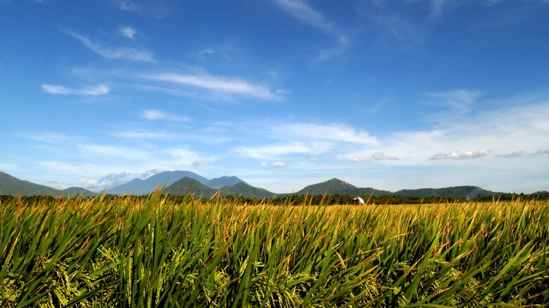 Rice field with mountains