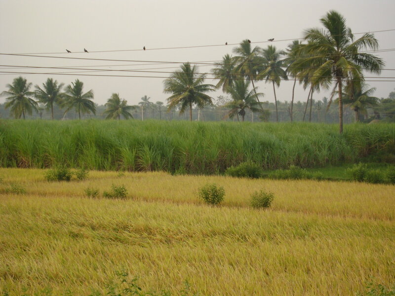 Rice Field with Palm Trees — Green