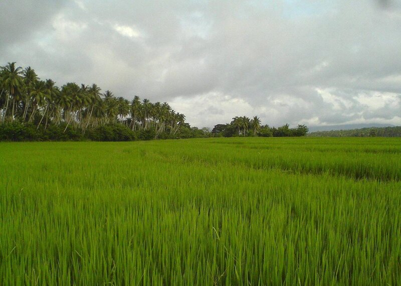Rice field with palm trees