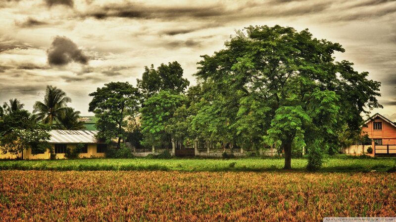 Rice Field with Trees — Green