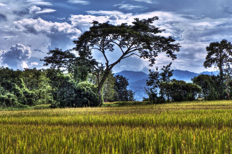 Rice Field with Trees