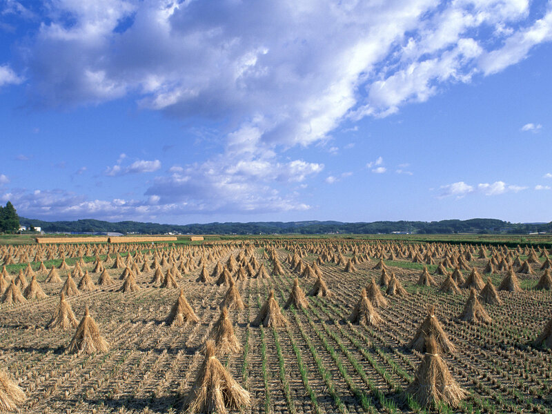 Rice fields after harvest