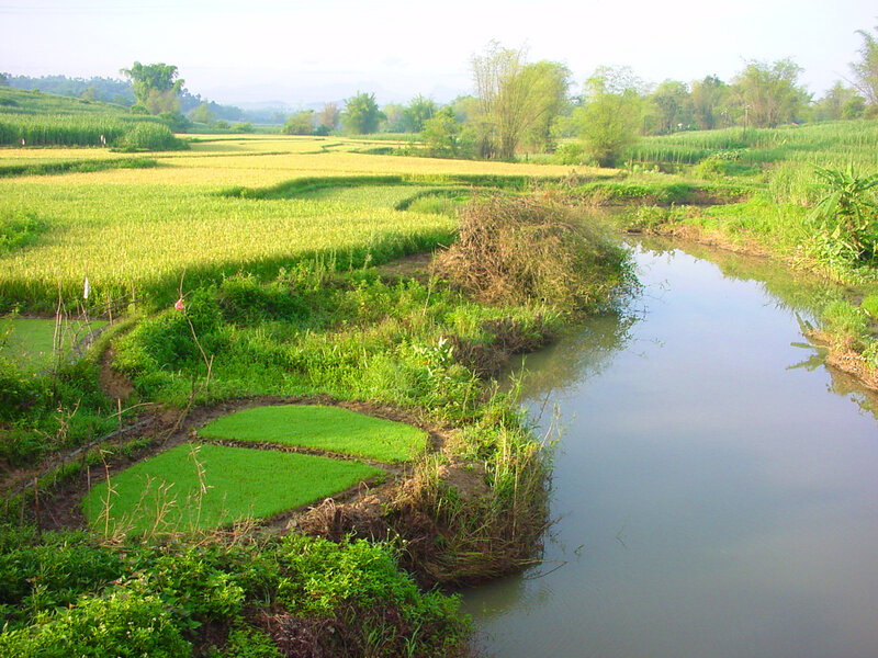 Rice fields and irrigation canal