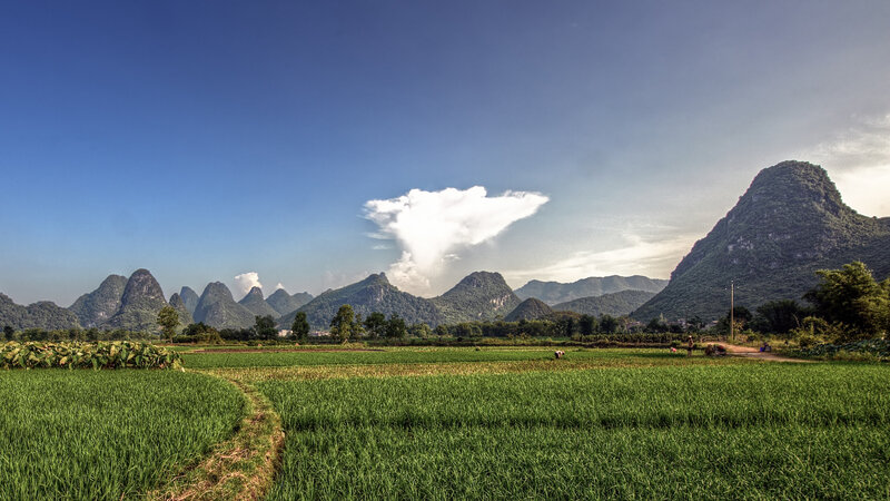 Rice Fields and Karst Mountains — Green, Serene