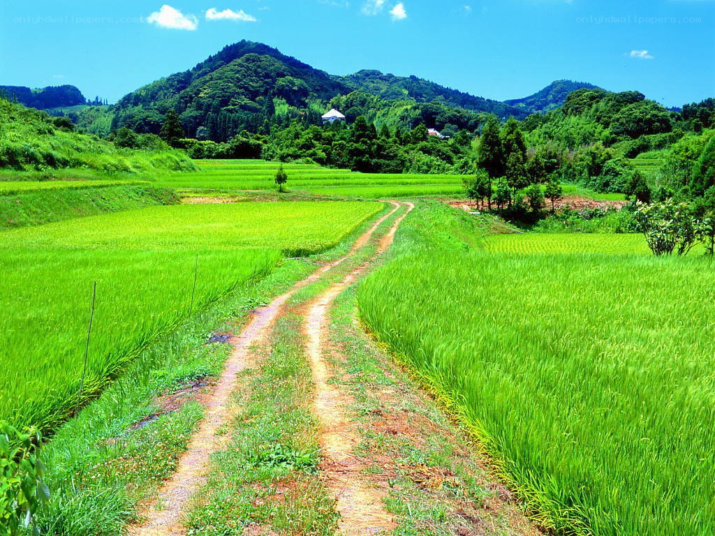 Rice fields and mountain path