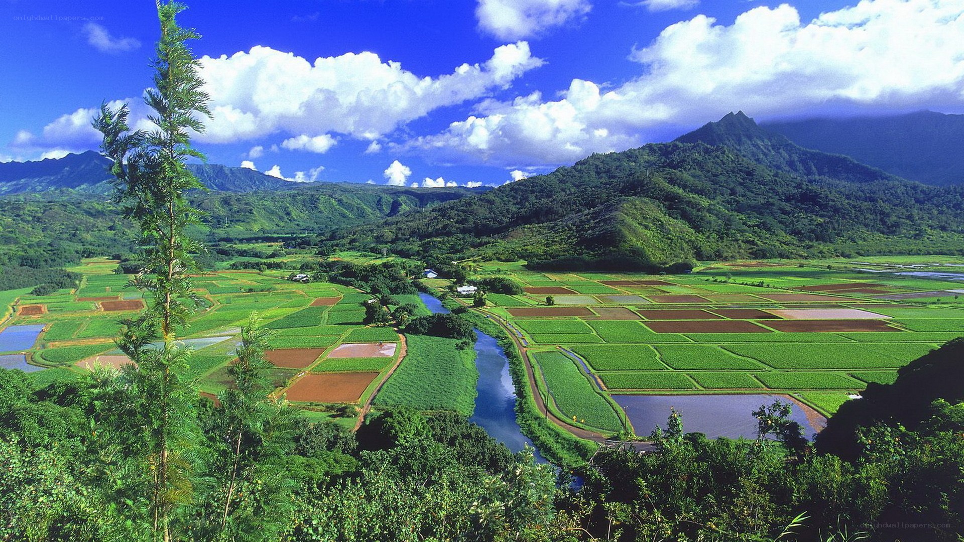 Rice fields and mountains landscape