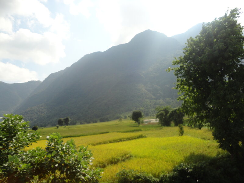 Rice Fields and Mountains