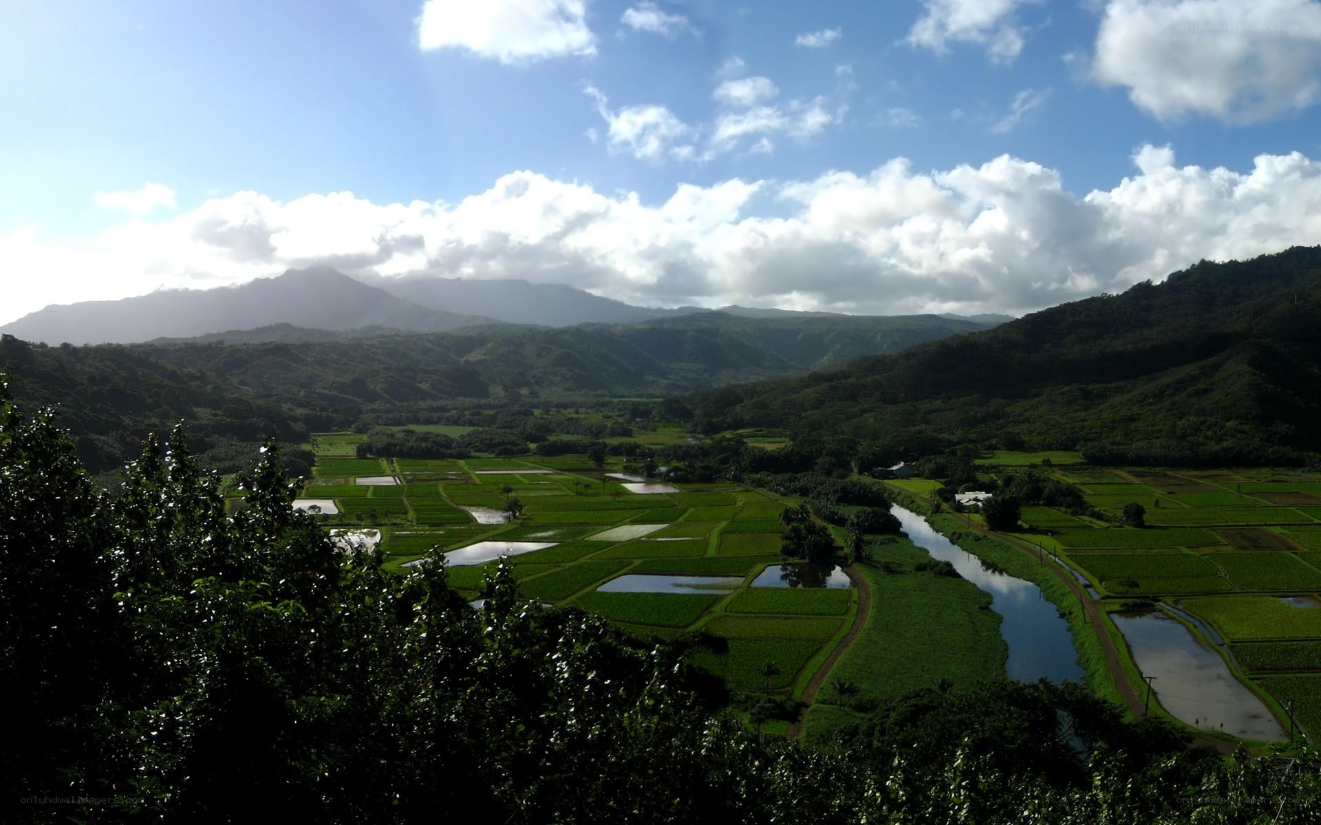 Rice fields and river valley